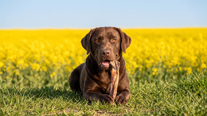 Wie lange darf mein Hund an einem Kausnack arbeiten?