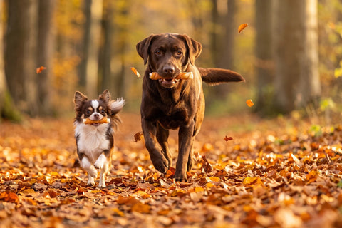 Labrador Karlsson und ein kleiner Hund laufen mit TOPDOG Kausnacks durch den Herbstwald