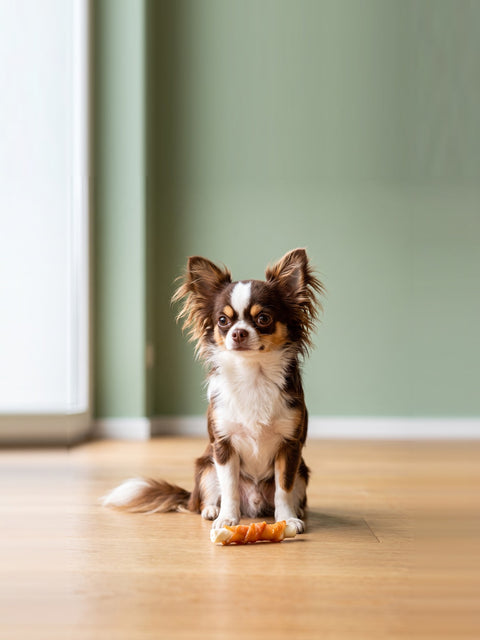 Kausnacks für kleine Hunde